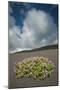 Herb Robert Flowering in Lava Field, La Geria Area, Lanzarote, Canary Islands, Spain, March-Relanzón-Mounted Photographic Print