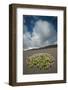 Herb Robert Flowering in Lava Field, La Geria Area, Lanzarote, Canary Islands, Spain, March-Relanzón-Framed Photographic Print