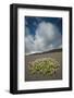 Herb Robert Flowering in Lava Field, La Geria Area, Lanzarote, Canary Islands, Spain, March-Relanzón-Framed Photographic Print