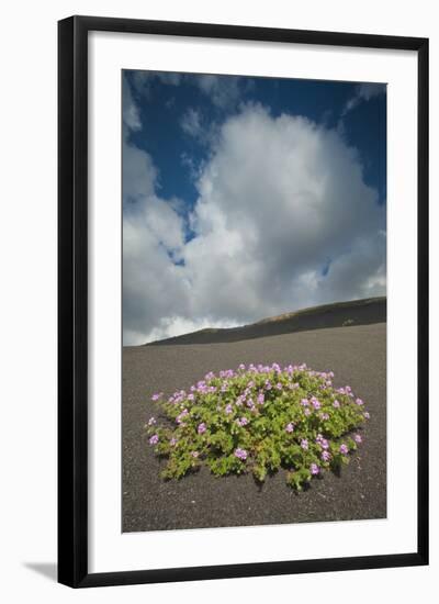 Herb Robert Flowering in Lava Field, La Geria Area, Lanzarote, Canary Islands, Spain, March-Relanzón-Framed Photographic Print