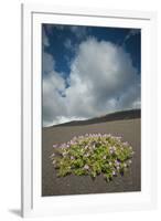 Herb Robert Flowering in Lava Field, La Geria Area, Lanzarote, Canary Islands, Spain, March-Relanzón-Framed Photographic Print