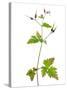 Herb Robert Scotland, UK-Niall Benvie-Stretched Canvas