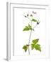 Herb Robert Scotland, UK-Niall Benvie-Framed Photographic Print