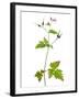 Herb Robert Scotland, UK-Niall Benvie-Framed Photographic Print