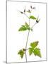 Herb Robert Scotland, UK-Niall Benvie-Mounted Photographic Print