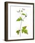 Herb Robert Scotland, UK-Niall Benvie-Framed Photographic Print