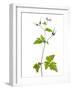 Herb Robert Scotland, UK-Niall Benvie-Framed Photographic Print