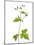 Herb Robert Scotland, UK-Niall Benvie-Mounted Photographic Print