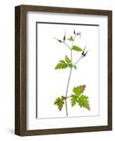 Herb Robert Scotland, UK-Niall Benvie-Framed Photographic Print