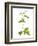 Herb Robert Scotland, UK-Niall Benvie-Framed Photographic Print