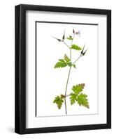 Herb Robert Scotland, UK-Niall Benvie-Framed Photographic Print