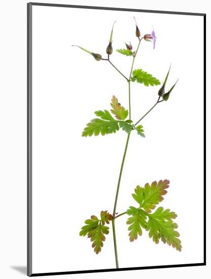 Herb Robert Scotland, UK-Niall Benvie-Mounted Photographic Print