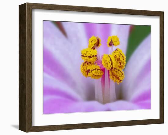 Herb robert stamen detail, Northern Ireland, UK-Robert Thompson-Framed Photographic Print