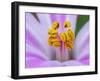 Herb robert stamen detail, Northern Ireland, UK-Robert Thompson-Framed Photographic Print