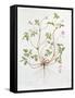 Herb Robert-Diana Everett-Framed Stretched Canvas