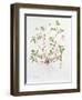 Herb Robert-Diana Everett-Framed Giclee Print