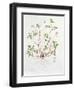 Herb Robert-Diana Everett-Framed Giclee Print