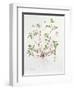 Herb Robert-Diana Everett-Framed Giclee Print