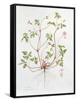 Herb Robert-Diana Everett-Framed Stretched Canvas