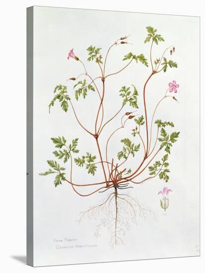 Herb Robert-Diana Everett-Stretched Canvas