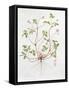 Herb Robert-Diana Everett-Framed Stretched Canvas