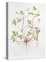 Herb Robert-Diana Everett-Stretched Canvas