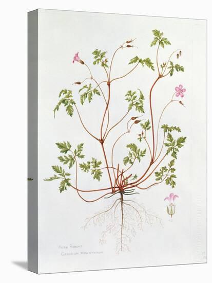 Herb Robert-Diana Everett-Stretched Canvas