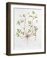 Herb Robert-Diana Everett-Framed Giclee Print