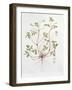 Herb Robert-Diana Everett-Framed Giclee Print