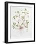 Herb Robert-Diana Everett-Framed Giclee Print