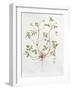 Herb Robert-Diana Everett-Framed Giclee Print