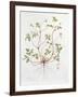 Herb Robert-Diana Everett-Framed Giclee Print