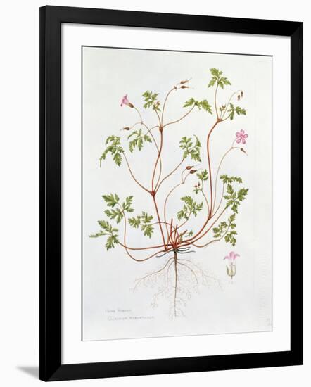 Herb Robert-Diana Everett-Framed Giclee Print