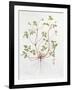 Herb Robert-Diana Everett-Framed Giclee Print