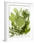 Herb Sauce with Fresh Herbs (Frankfurt Sauce)-Walter Cimbal-Framed Photographic Print