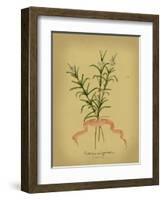 Herb Series III-null-Framed Art Print