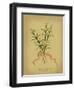 Herb Series III-null-Framed Art Print