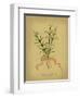 Herb Series III-null-Framed Art Print