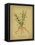 Herb Series III-null-Framed Stretched Canvas