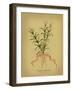 Herb Series III-null-Framed Art Print