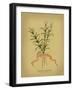 Herb Series III-null-Framed Art Print