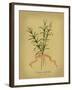 Herb Series III-null-Framed Art Print