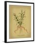 Herb Series III-null-Framed Art Print