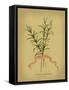 Herb Series III-null-Framed Stretched Canvas