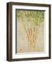 Herb Still Life III-Irena Orlov-Framed Premium Giclee Print