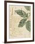 Herb Study I-Grace Popp-Framed Art Print