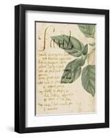 Herb Study I-Grace Popp-Framed Art Print