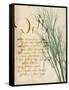 Herb Study II-Grace Popp-Framed Stretched Canvas