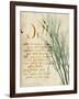 Herb Study II-Grace Popp-Framed Art Print