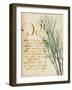 Herb Study II-Grace Popp-Framed Art Print